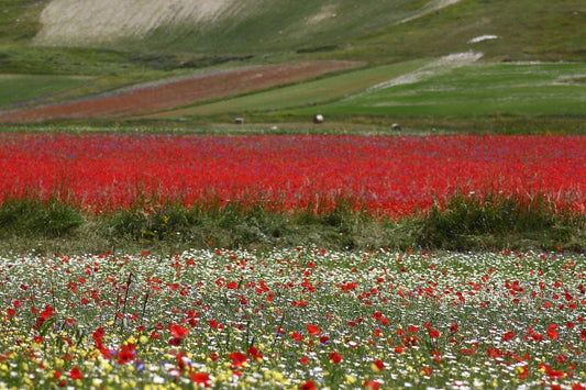 Immagine della Fioritura di Castelluccio