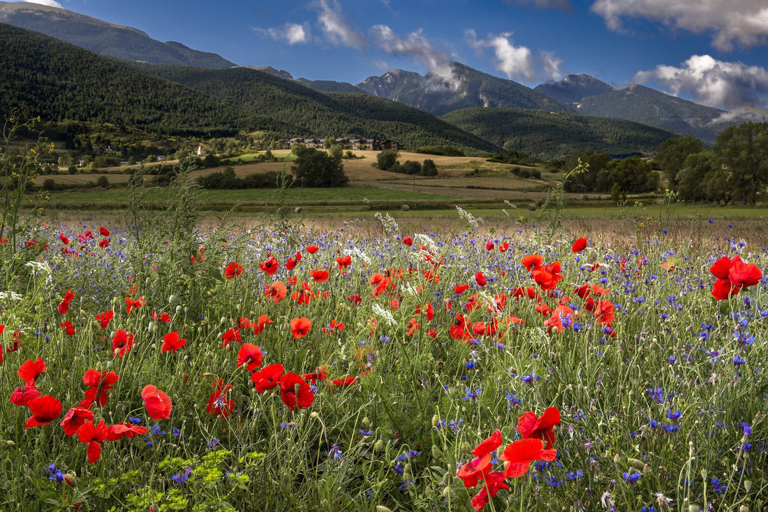 Immagine di un paesaggio primaverile