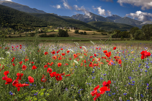 Immagine di un paesaggio primaverile